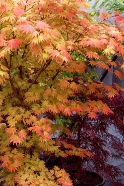 Autumn Moon Japanese Maple - 5 Gallon Pot (3-4') 15 Autumn Moon Japanese Maple - 5 Gallon Pot (3-4') -Azaleas Store Japanese Maple Autumn Moon 7