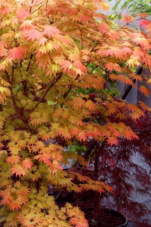 Autumn Moon Japanese Maple - 5 Gallon Pot (3-4') 9 Autumn Moon Japanese Maple - 5 Gallon Pot (3-4') - Image 7