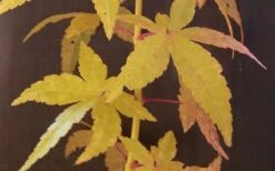 Bihou Yellow Bark Japanese Maple - 1 Gallon Pot -Azaleas Store Japanese Maple Bihou Yellow Bark