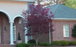 Bloodgood Red Leaf Japanese Maple - 2 Gallon Pot -Azaleas Store Japanese Maple Bloodgood 2