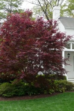 Bloodgood Red Leaf Japanese Maple - 5 Gallon Pot (6-7') 12 Bloodgood Red Leaf Japanese Maple - 5 Gallon Pot (6-7') -Azaleas Store Japanese Maple Boodgood 20