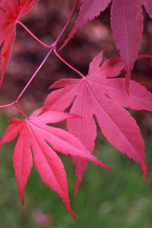 Bloodgood Red Leaf Japanese Maple - 5 Gallon Pot (6-7') 9 Bloodgood Red Leaf Japanese Maple - 5 Gallon Pot (6-7') - Image 7