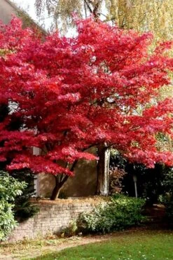Bloodgood Red Leaf Japanese Maple - 5 Gallon Pot (6-7') 14 Bloodgood Red Leaf Japanese Maple - 5 Gallon Pot (6-7') -Azaleas Store Japanese Maple Boodgood 23