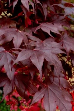 Bloodgood Red Leaf Japanese Maple - 7 Gallon Pot (4-5') -Azaleas Store Japanese Maple Boodgood 24 2