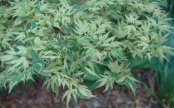 Butterfly Japanese Maple - 1 Gallon Pot 15 Butterfly Japanese Maple - 1 Gallon Pot -Azaleas Store Japanese Maple Butterfly 3 1