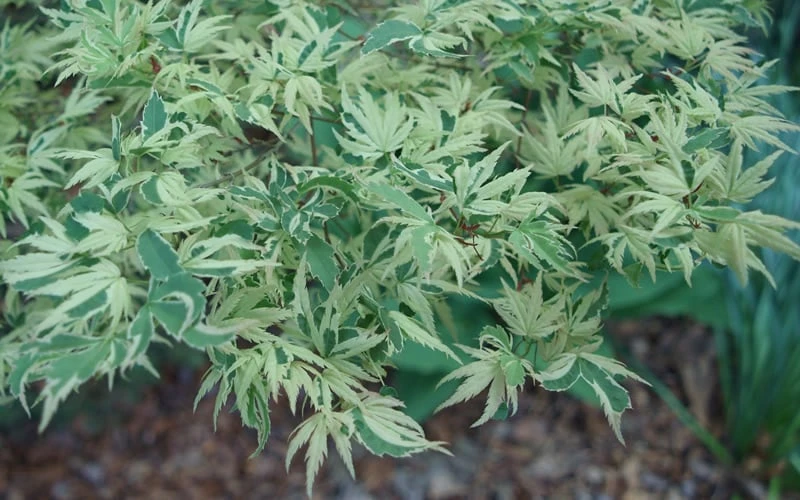 Butterfly Japanese Maple - 1 Gallon Pot 9 Butterfly Japanese Maple - 1 Gallon Pot - Image 7