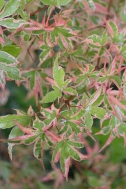 Butterfly Japanese Maple - 5 Gallon Pot -Azaleas Store Japanese Maple Butterfly 4