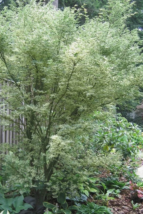 Butterfly Japanese Maple - 1 Gallon Pot 3 Butterfly Japanese Maple - 1 Gallon Pot