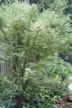 Orido Nishiki Pink Variegated Japanese Maple - 5 Gallon Pot -Azaleas Store Japanese Maple Butterfly 5 2