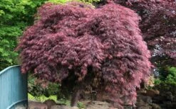 Crimson Queen Dwarf Japanese Maple (High Graft Tree Form) - 2 Gallon Pot -Azaleas Store Japanese Maple Crimson Queen 22