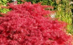 Crimson Queen Dwarf Japanese Maple (High Graft Tree Form) - 2 Gallon Pot -Azaleas Store Japanese Maple Crimson Queen 51