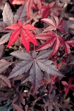 Emperor 1 Japanese Maple - 3 Gallon Pot -Azaleas Store Japanese Maple Emperor 1 500x750 2