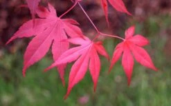 Bloodgood Red Leaf Japanese Maple - 2 Gallon Pot -Azaleas Store Japanese Maple Fall Color