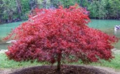 Firefall Lace Leaf Japanese Maple - 1 Gallon Pot -Azaleas Store Japanese Maple Firefall 1