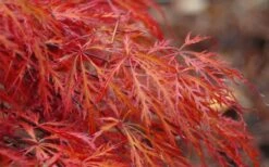 Firefall Lace Leaf Japanese Maple - 1 Gallon Pot -Azaleas Store Japanese Maple Firefall 2