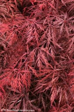 Firefall Lace Leaf Japanese Maple - 1 Gallon Pot -Azaleas Store Japanese Maple Firefall 3