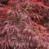 Firefall Lace Leaf Japanese Maple - 1 Gallon Pot 1 Firefall Lace Leaf Japanese Maple - 1 Gallon Pot -Azaleas Store Japanese Maple Firefall 4