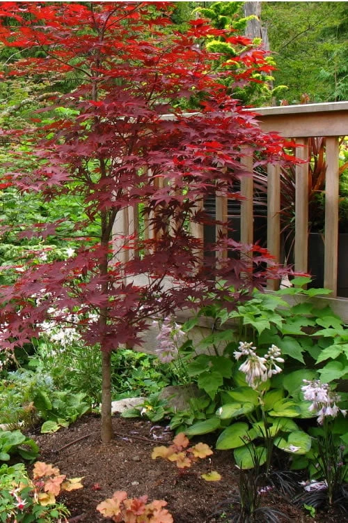Fireglow Red Leaf Japanese Maple - 2 Gallon Pot 6 Fireglow Red Leaf Japanese Maple - 2 Gallon Pot - Image 4