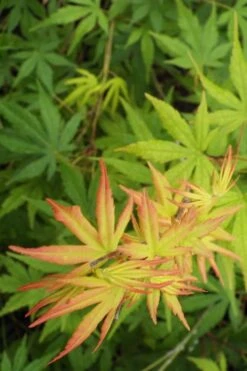 Glowing Embers Japanese Maple - 7 Gallon Pot (5-6') 15 Glowing Embers Japanese Maple - 7 Gallon Pot (5-6') -Azaleas Store Japanese Maple Glowing Embers 6