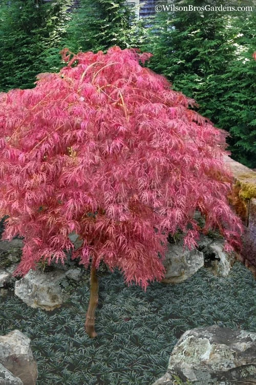 Hana Matoi Pink Leaf Japanese Maple (Acer Palmatum) - 2 Gallon Pot 3 Hana Matoi Pink Leaf Japanese Maple (Acer Palmatum) - 2 Gallon Pot