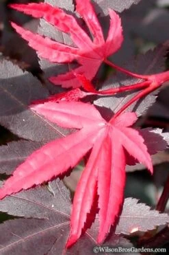 Red 'N Summer Japanese Maple - Acer Palmatum 'Hefner's Red' - 3 Gallon Pot 15 Red 'N Summer Japanese Maple - Acer Palmatum 'Hefner's Red' - 3 Gallon Pot -Azaleas Store Japanese Maple Hefners Red 20