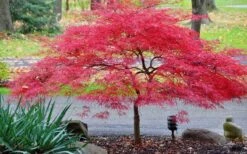 Inaba Shidare Red Japanese Maple - 5 Gallon Pot (2-3') -Azaleas Store Japanese Maple Inaba Shidare 2