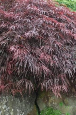 Inaba Shidare Red Japanese Maple - 5 Gallon Pot (2-3') -Azaleas Store Japanese Maple Inaba Shidare 5