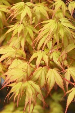 Katsura Japanese Maple - 3 Gallon Pot -Azaleas Store Japanese Maple Katsura 1