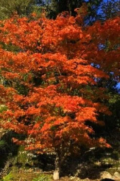 Katsura Japanese Maple - 3 Gallon Pot -Azaleas Store Japanese Maple Katsura 5