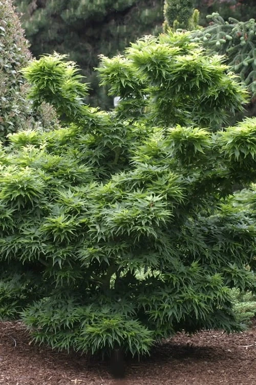 Mikawa Yatsubusa Japanese Maple - 1 Gallon Pot 8 Mikawa Yatsubusa Japanese Maple - 1 Gallon Pot - Image 6