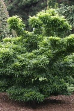 Mikawa Yatsubusa Japanese Maple - 5 Gallon Pot 13 Mikawa Yatsubusa Japanese Maple - 5 Gallon Pot -Azaleas Store Japanese Maple Mikawa Yatsubusa 8