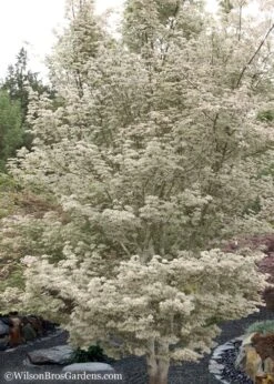 Ukigumo Floating Cloud Ghost Japanese Maple - 3 Gallon Pot (3-3.5') 13 Ukigumo Floating Cloud Ghost Japanese Maple - 3 Gallon Pot (3-3.5') -Azaleas Store Japanese Maple Okigumo 15 2