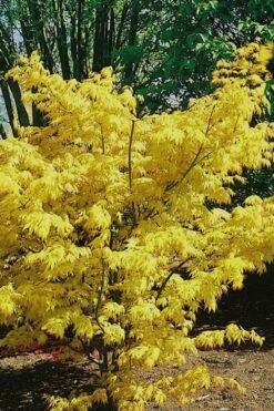 Orange Dream Japanese Maple - 1 Gallon Pot -Azaleas Store Japanese Maple Orange Dream 10