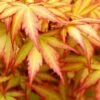 Orange Dream Japanese Maple - 3 Gallon Pot
