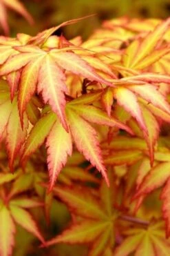 Orange Dream Japanese Maple - 3 Gallon Pot