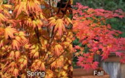 Orange Dream Japanese Maple - 1 Gallon Pot -Azaleas Store Japanese Maple Orange Dream Spring Fall