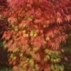 Orange Flame Japanese Maple - 2 Gallon Pot 2 Orange Flame Japanese Maple - 2 Gallon Pot -Azaleas Store Japanese Maple Orange Flame 10