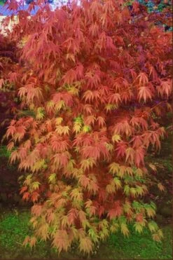 Orange Flame Japanese Maple - 2 Gallon Pot