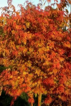 Orange Flame Japanese Maple - 2 Gallon Pot -Azaleas Store Japanese Maple Orange Flame 12