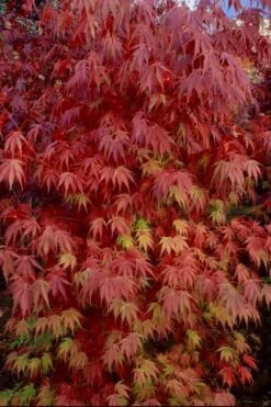 Orange Flame Japanese Maple - 1 Gallon Pot -Azaleas Store Japanese Maple Orange Flame 13 1