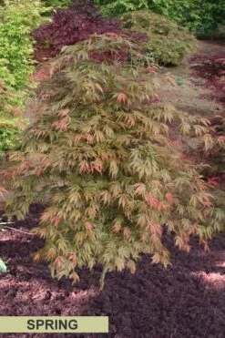 Orange Flame Japanese Maple - 1 Gallon Pot -Azaleas Store Japanese Maple Orange Flame Spring Color 1