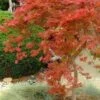 Orangeola Weeping Japanese Maple (High Graft Tree) - 3 Gallon Pot -Azaleas Store Japanese Maple Orangeola 1