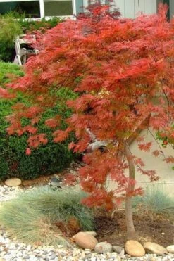 Orangeola Weeping Japanese Maple - 1 Gallon Pot 11 Orangeola Weeping Japanese Maple - 1 Gallon Pot -Azaleas Store Japanese Maple Orangeola 1 3