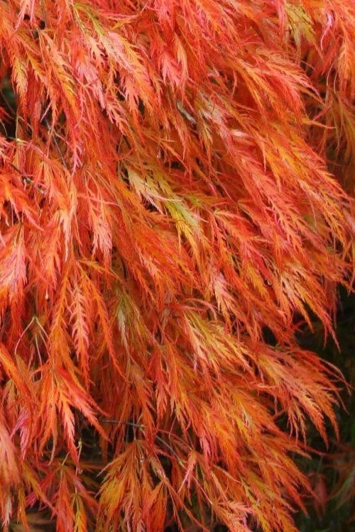 Orangeola Weeping Japanese Maple - 3 Gallon Pot (1.5-2') 3 Orangeola Weeping Japanese Maple - 3 Gallon Pot (1.5-2')