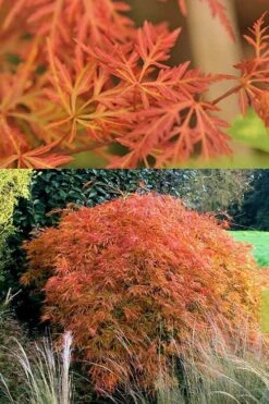 'Orangeola' Weeping Japanese Maple - Spiral Trunk - 3 Gallon Pot -Azaleas Store Japanese Maple Orangeola 3 4