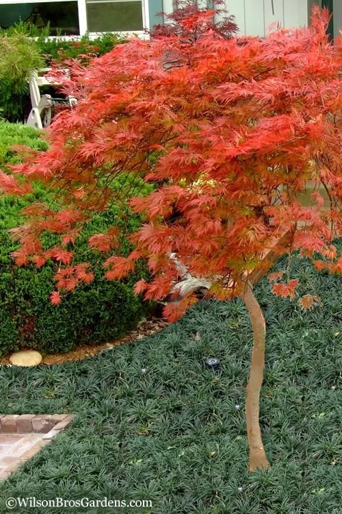 Orangeola Weeping Japanese Maple - 5 Gallon Pot (High Grafted Tree Form) 6 Orangeola Weeping Japanese Maple - 5 Gallon Pot (High Grafted Tree Form) - Image 4