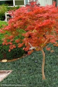 Orangeola Weeping Japanese Maple - 1 Gallon Pot (High Grafted Tree Form) -Azaleas Store Japanese Maple Orangeola High Branch 1