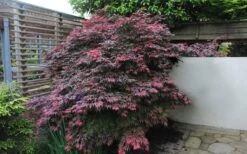 Oregon Sunset Japanese Maple (Acer Palmatum) - 3 Gallon Pot -Azaleas Store Japanese Maple Oregon Sunset 1 1