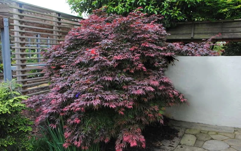 Oregon Sunset Japanese Maple - Acer Palmatum - 5 Gallon Pot 8 Oregon Sunset Japanese Maple - Acer Palmatum - 5 Gallon Pot - Image 6
