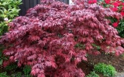 Oregon Sunset Japanese Maple - Acer Palmatum - 1 Gallon Pot 12 Oregon Sunset Japanese Maple - Acer Palmatum - 1 Gallon Pot -Azaleas Store Japanese Maple Oregon Sunset 4 2